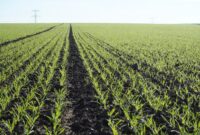 Technology in agriculture
