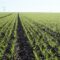 Technology in agriculture