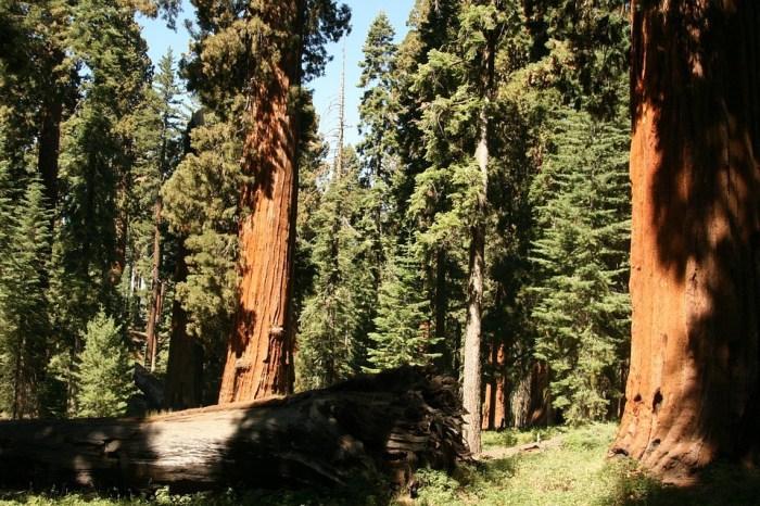 Meadow Hill Trees · Free photo on Pixabay Natural language processing use cases